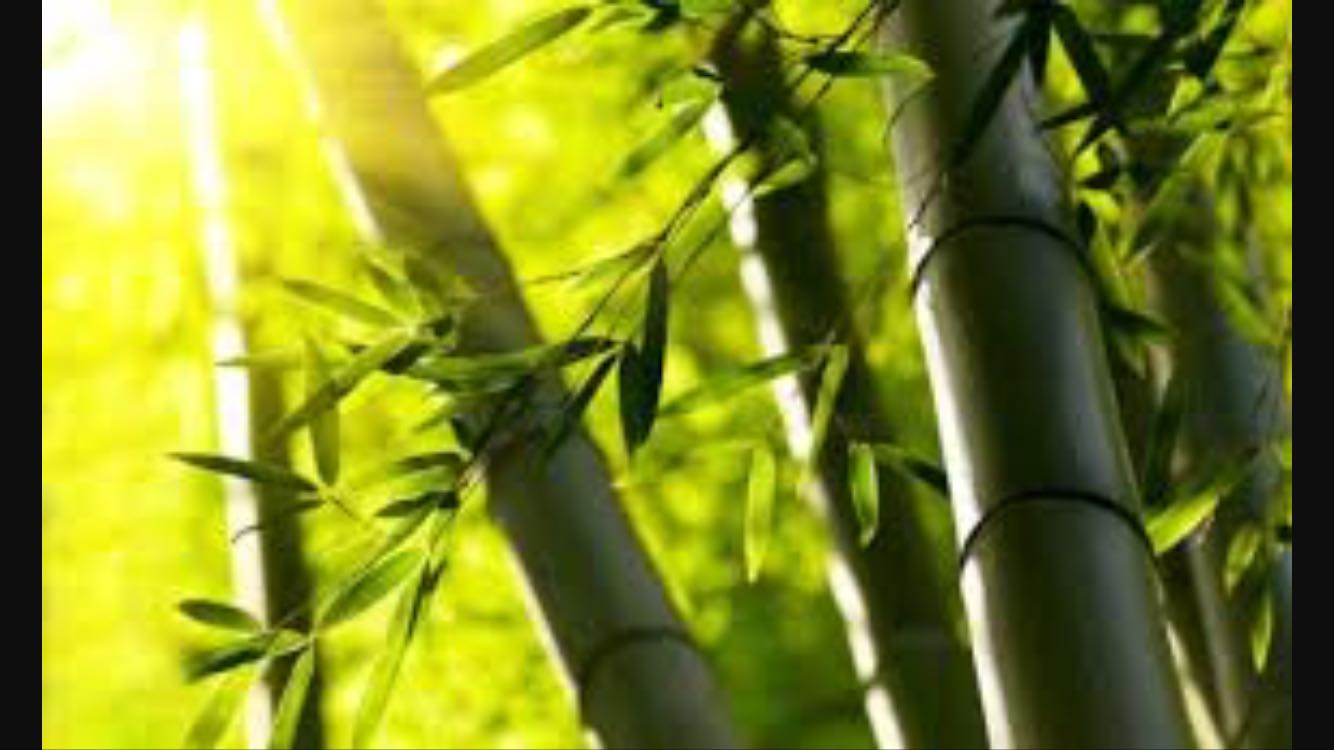 CANNE DI BAMBOO VERDI